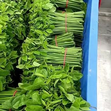 广东阳江阳春树仔菜