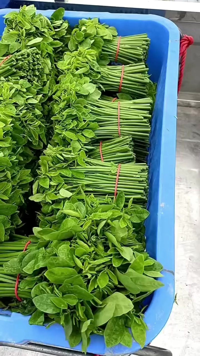广东阳江阳春树仔菜
