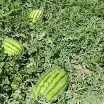 宁夏硒砂瓜大量上市