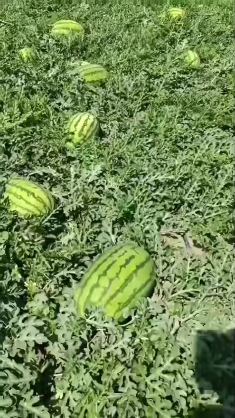 宁夏硒砂瓜大量上市