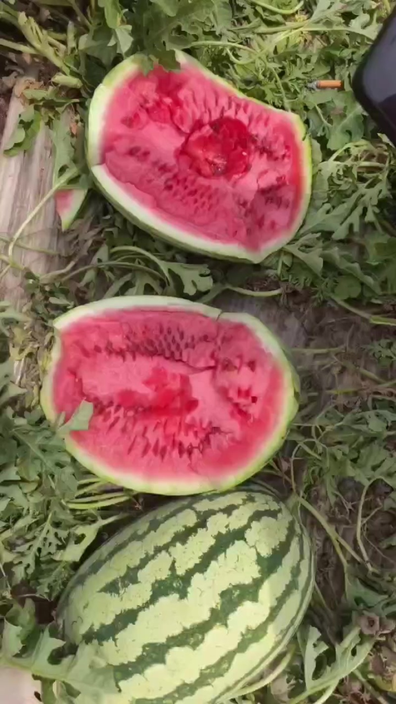 宁夏硒砂瓜大量上市