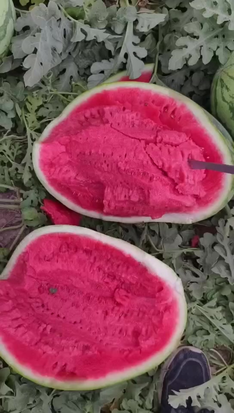 六安西瓜