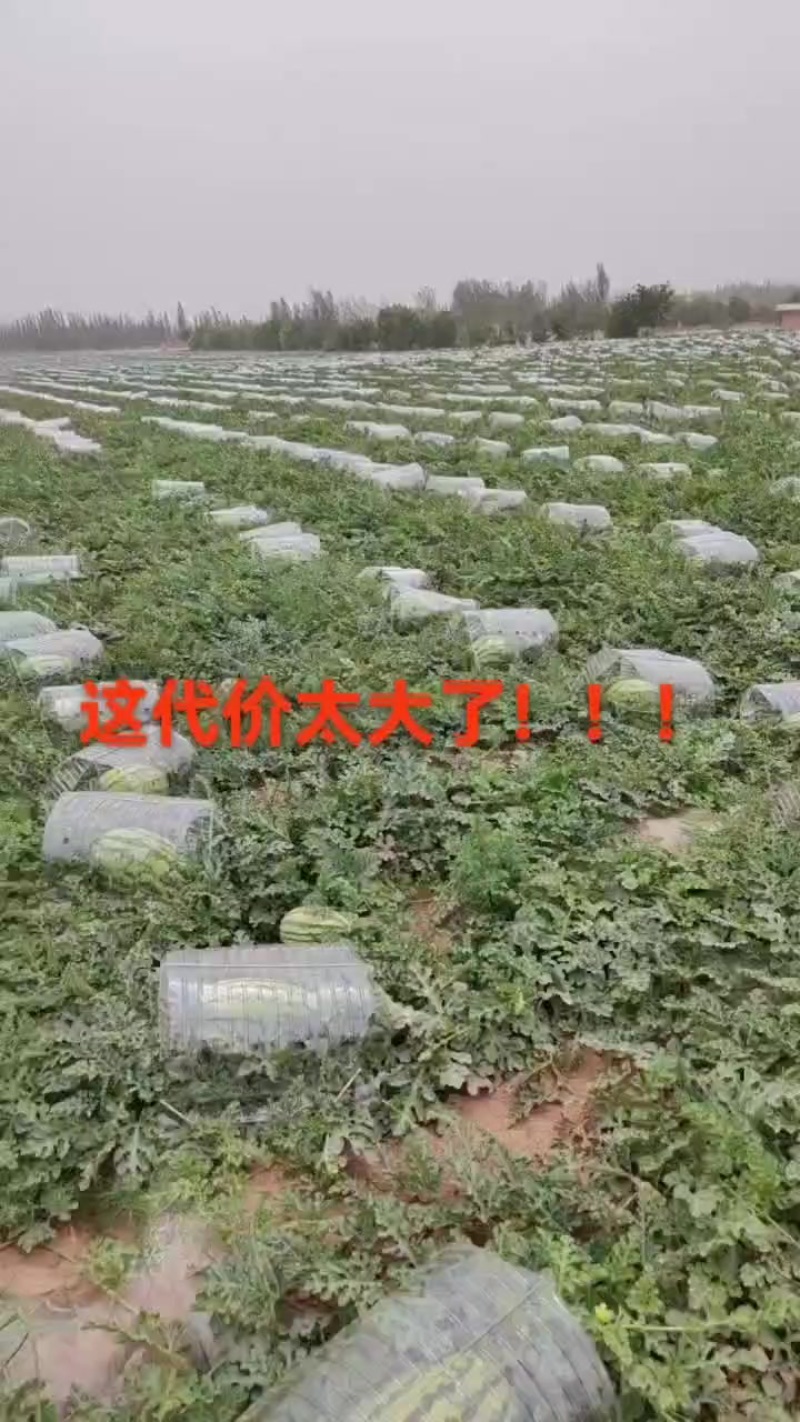 宁夏硒砂瓜