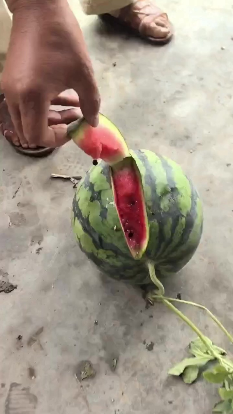 六安西瓜