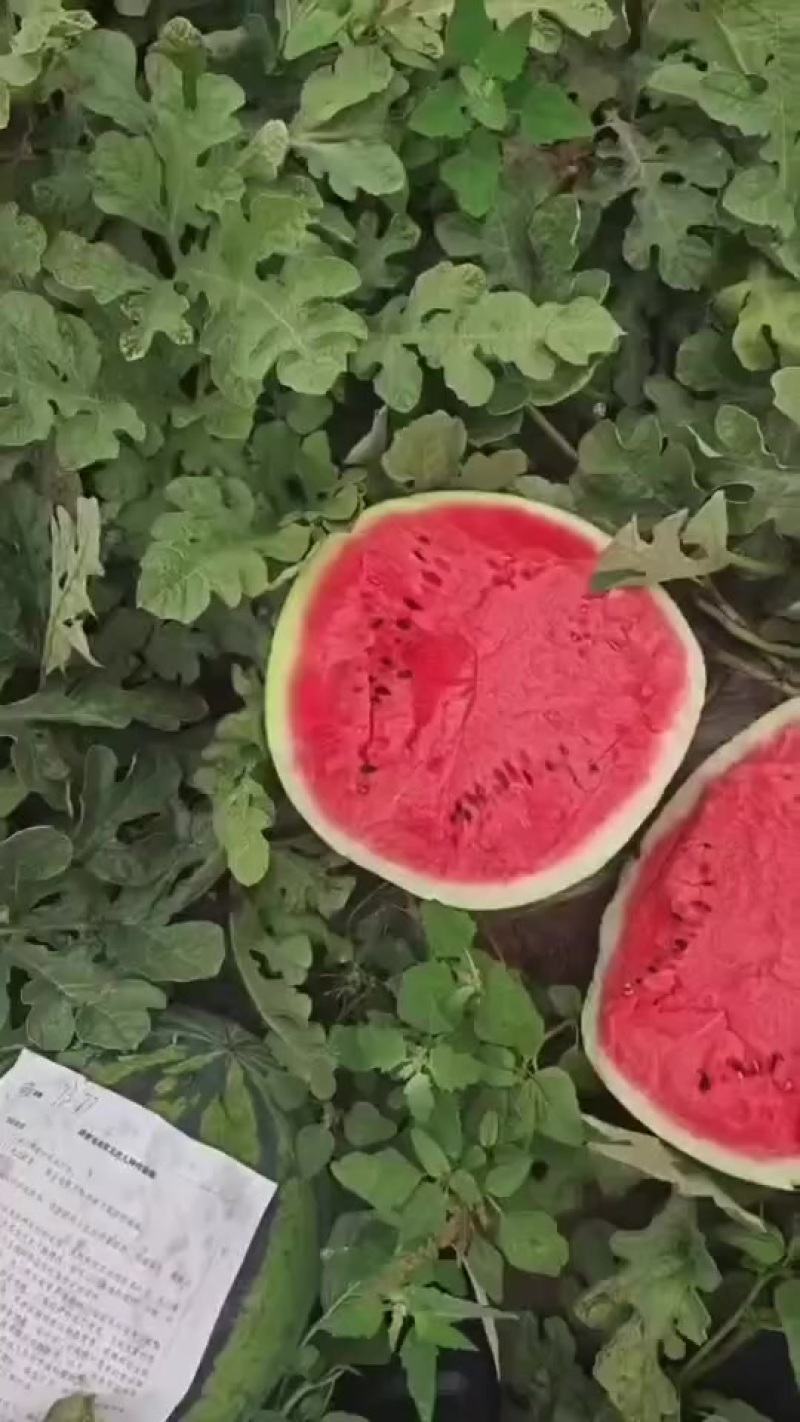 六安西瓜