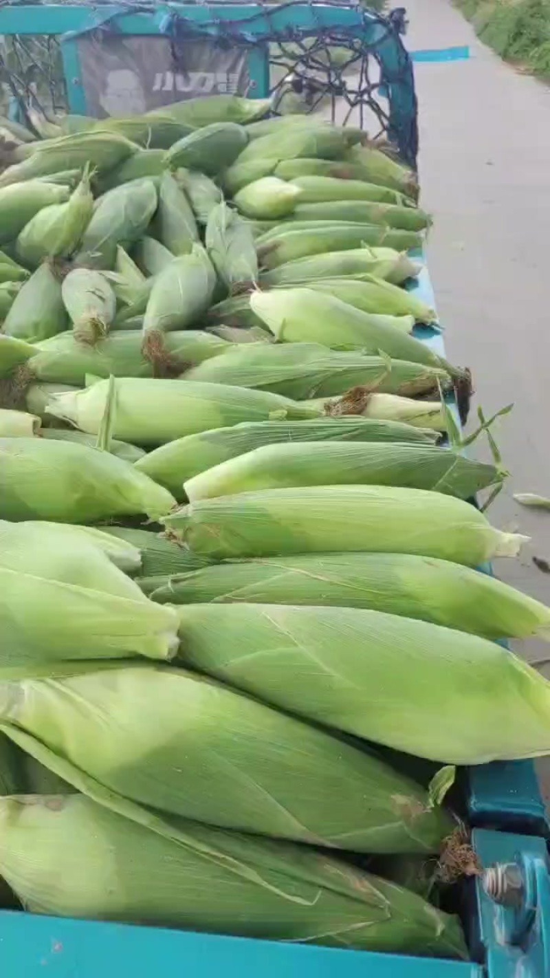糯玉米