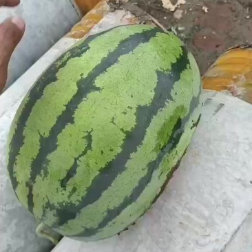 天津宁河西瓜产区，猛虎大量上市，有需要的联系