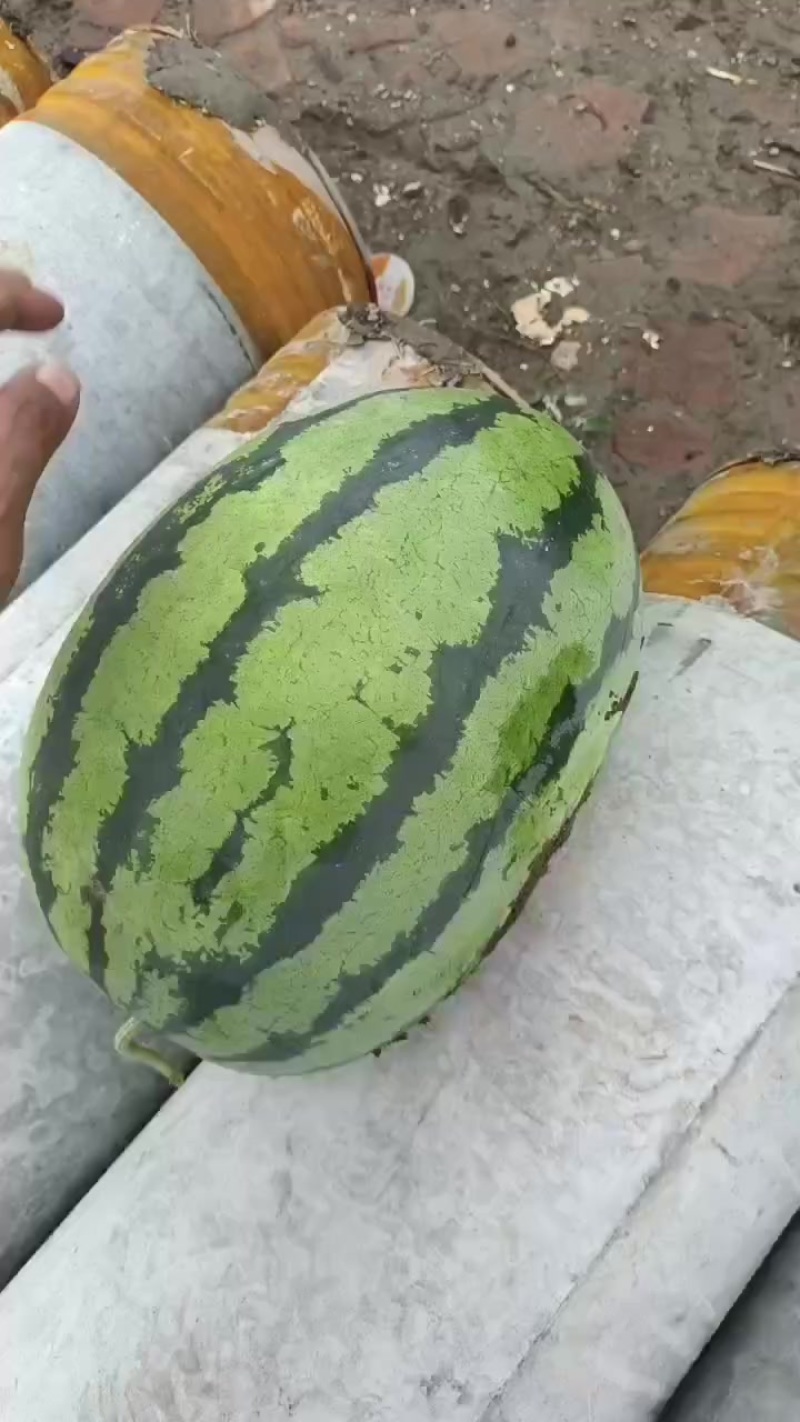天津宁河西瓜产区，猛虎大量上市，有需要的联系
