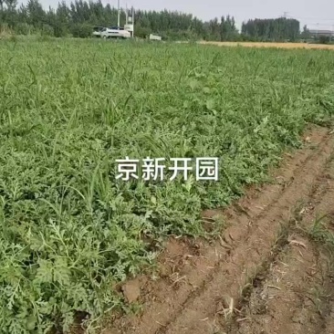 好瓜