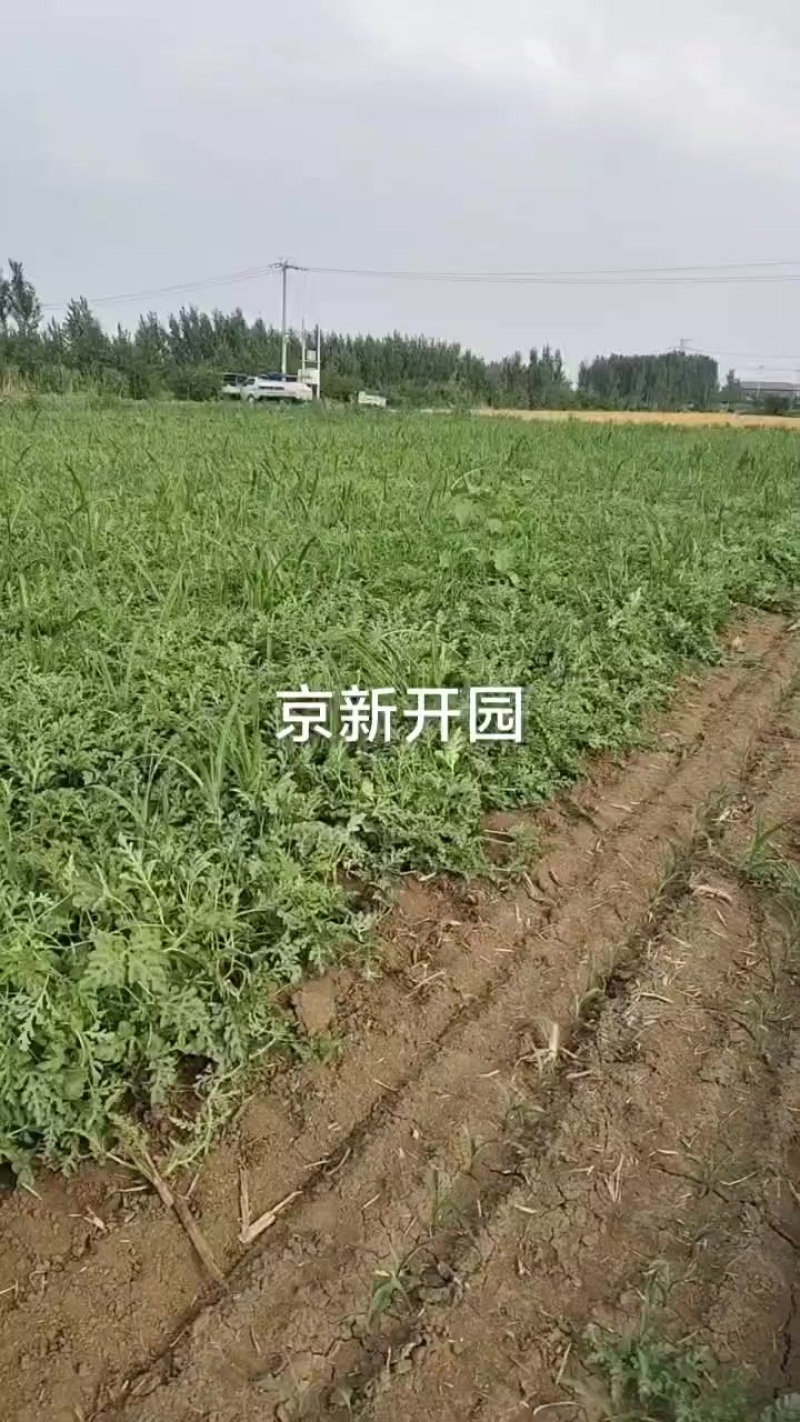 好瓜