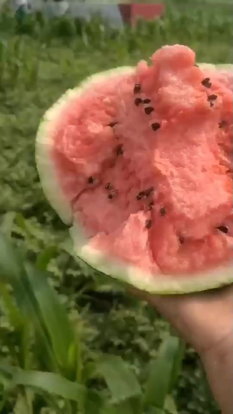好瓜
