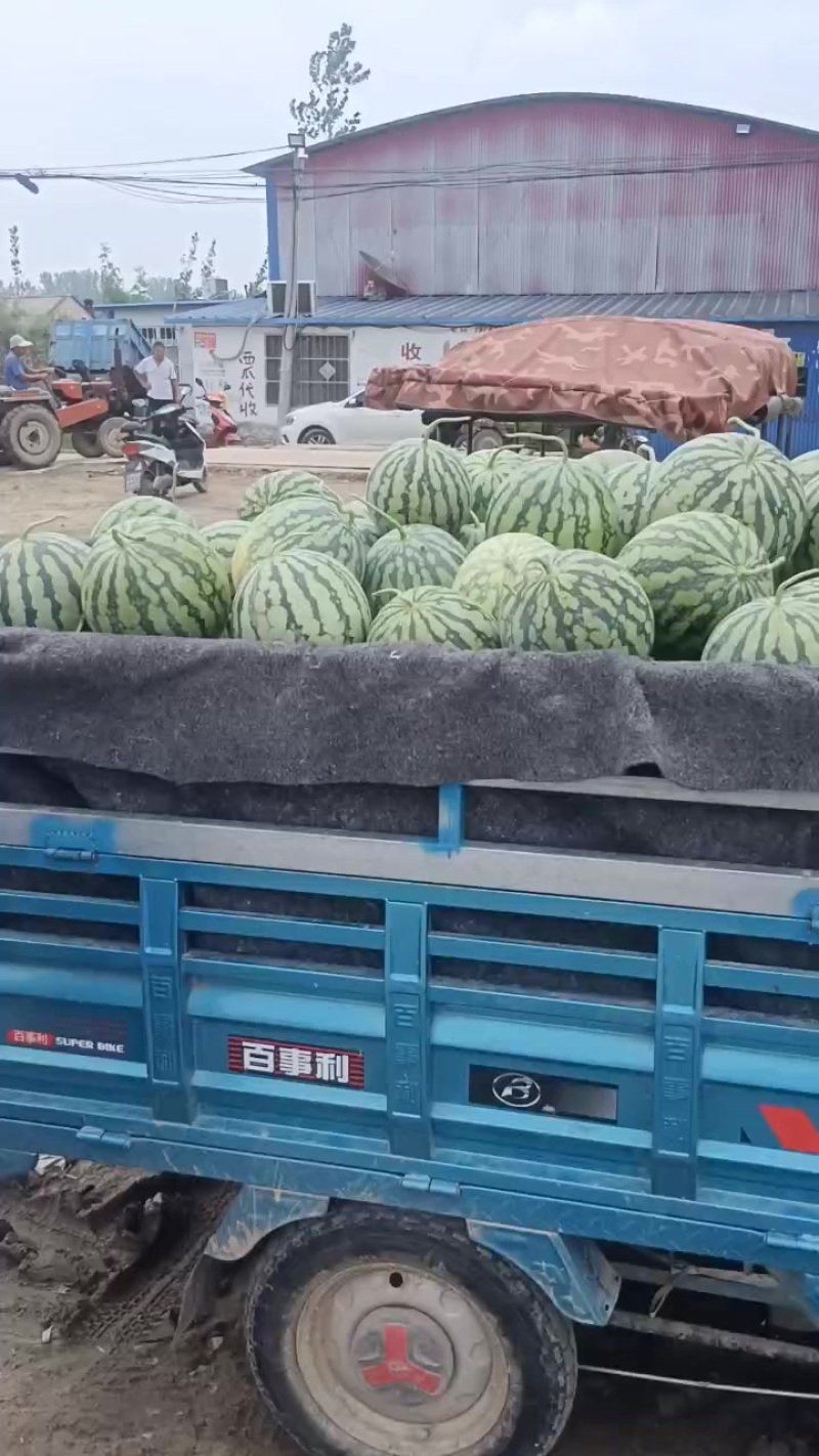 河南麦茬头茬有籽美都大量走货中