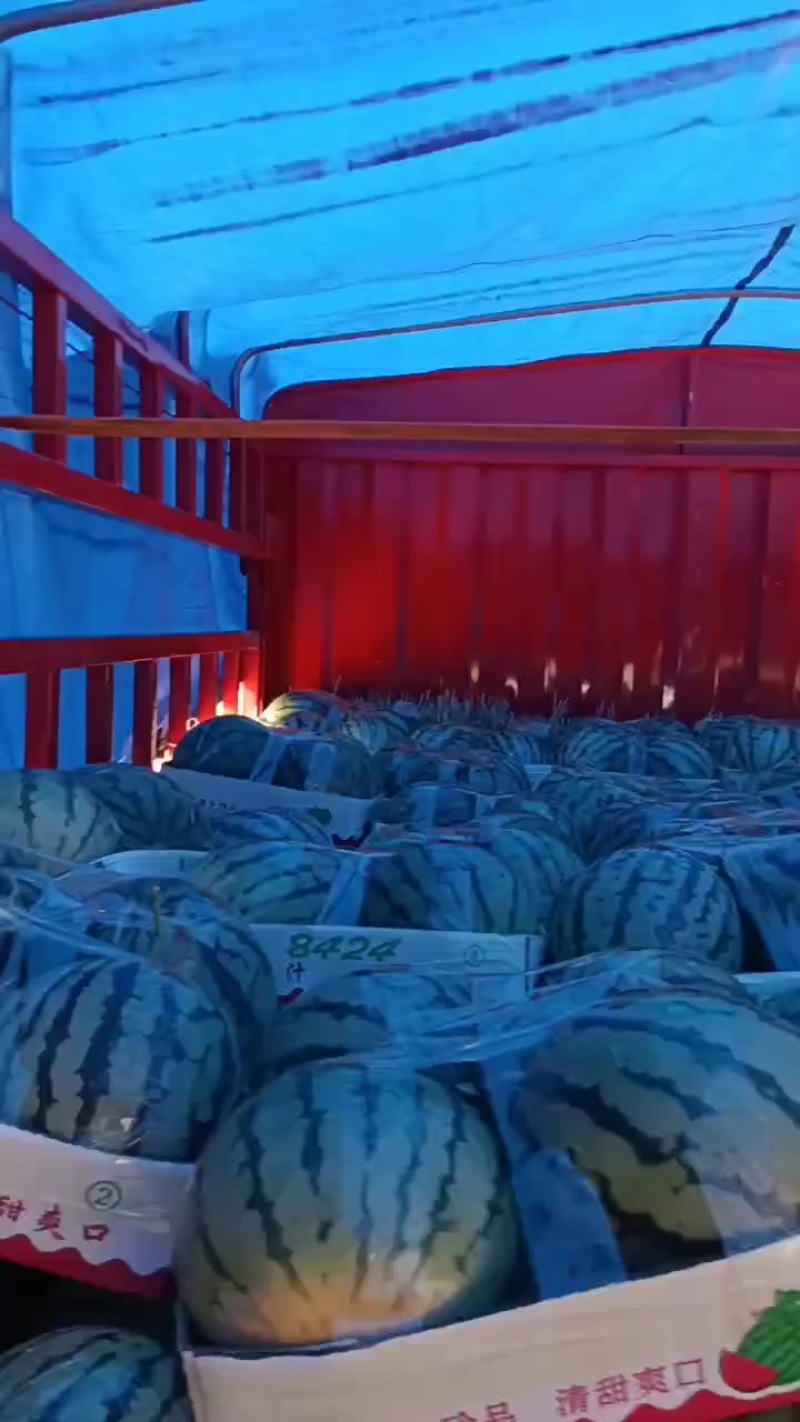 河南麦茬头茬有籽美都大量走货中