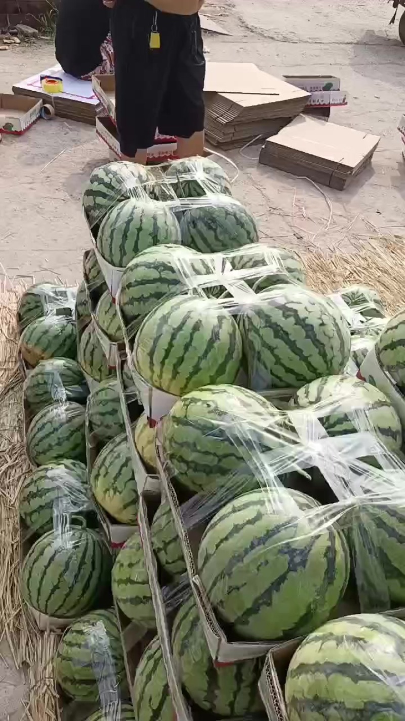 河南麦茬头茬有籽美都大量走货中