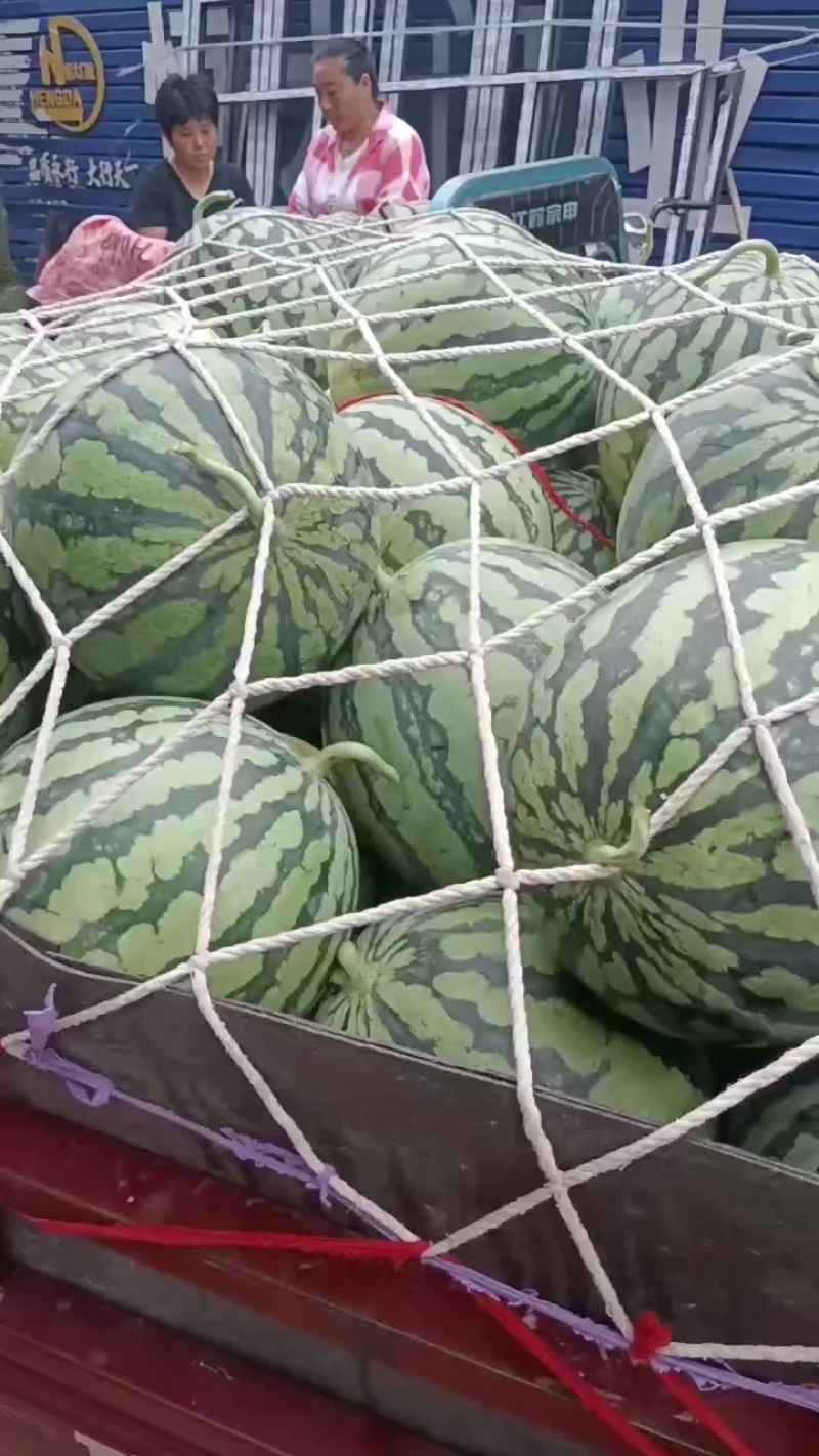 河南麦茬头茬有籽美都大量走货中
