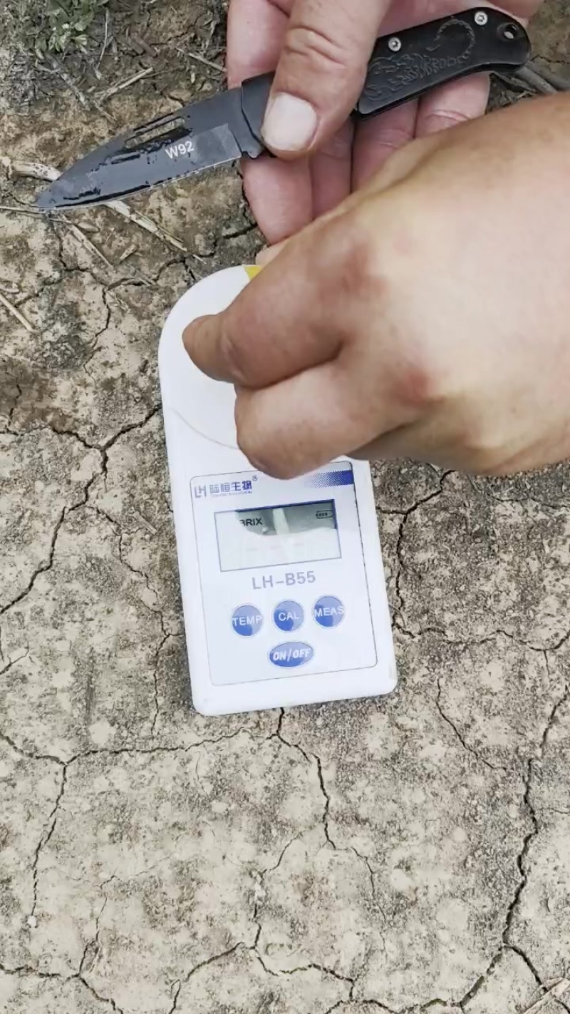 黄桃里面糖分最高的黄金凤糖度15左右