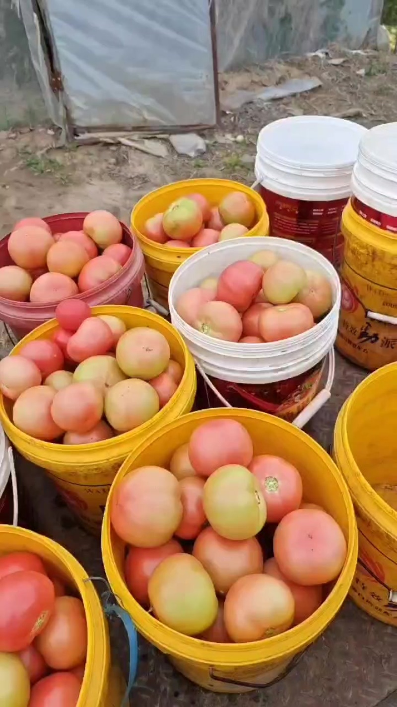 北京硬粉西红柿