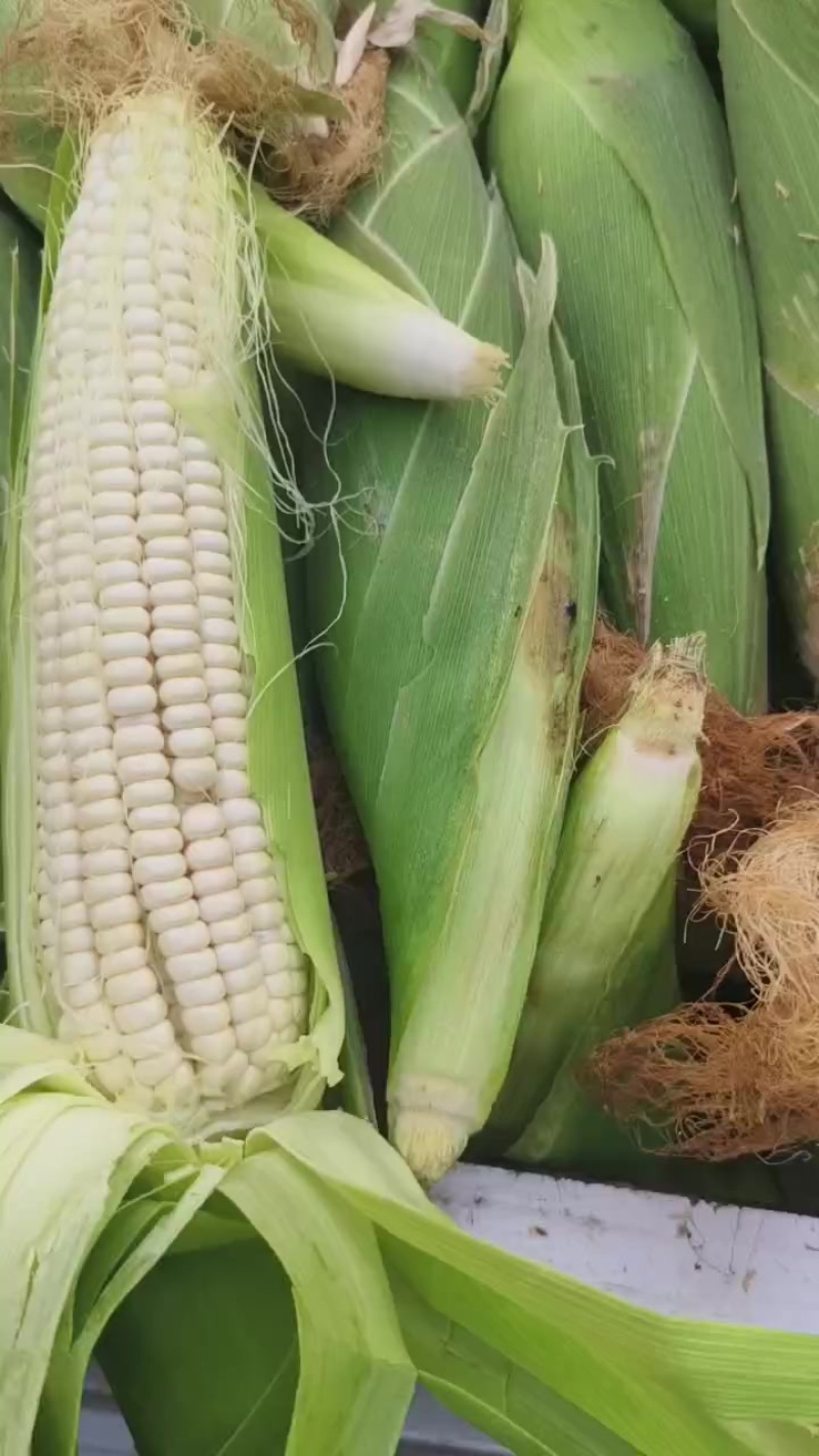 鲜食玉米，白粘甜，可以出了，