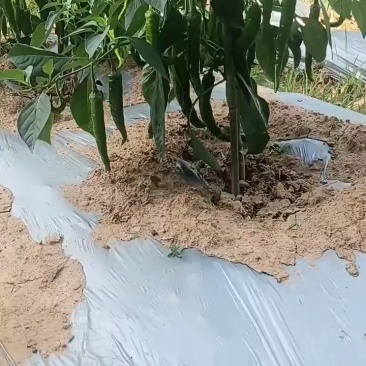 湘妍5号青辣椒