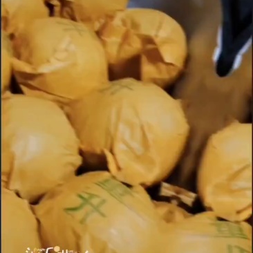 酥脆1号，翠玉梨大量上市了，欢迎新老客户前来选购