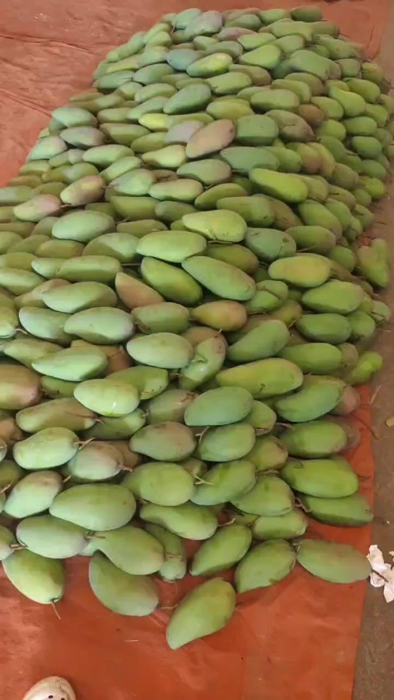 大青芒果