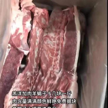 羔洋加肉羊蝎子十几块一斤