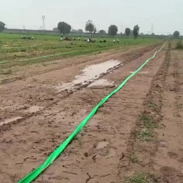 香菜