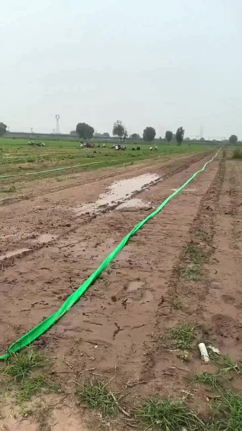 香菜