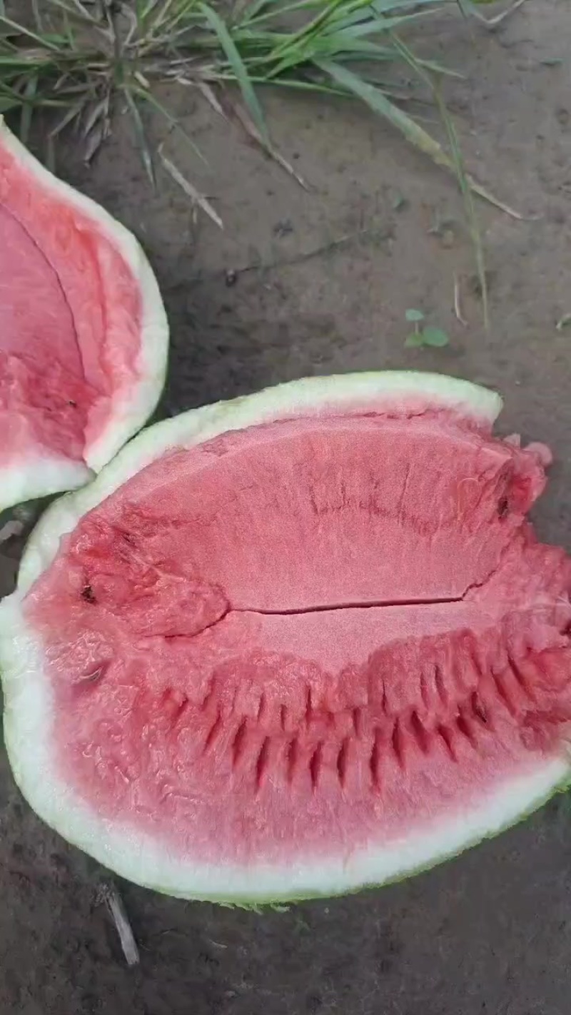西瓜
