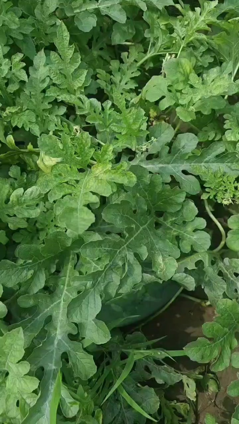 西瓜