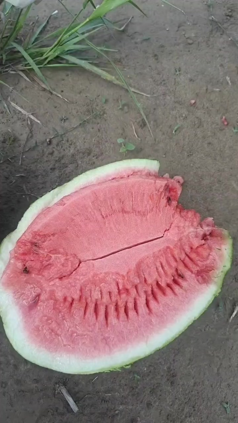 西瓜