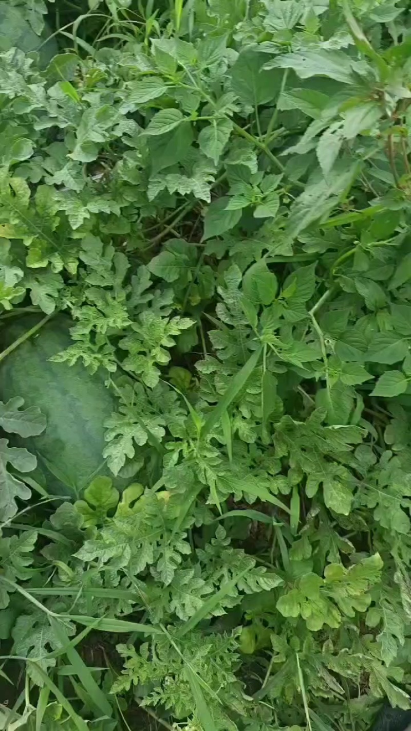 西瓜