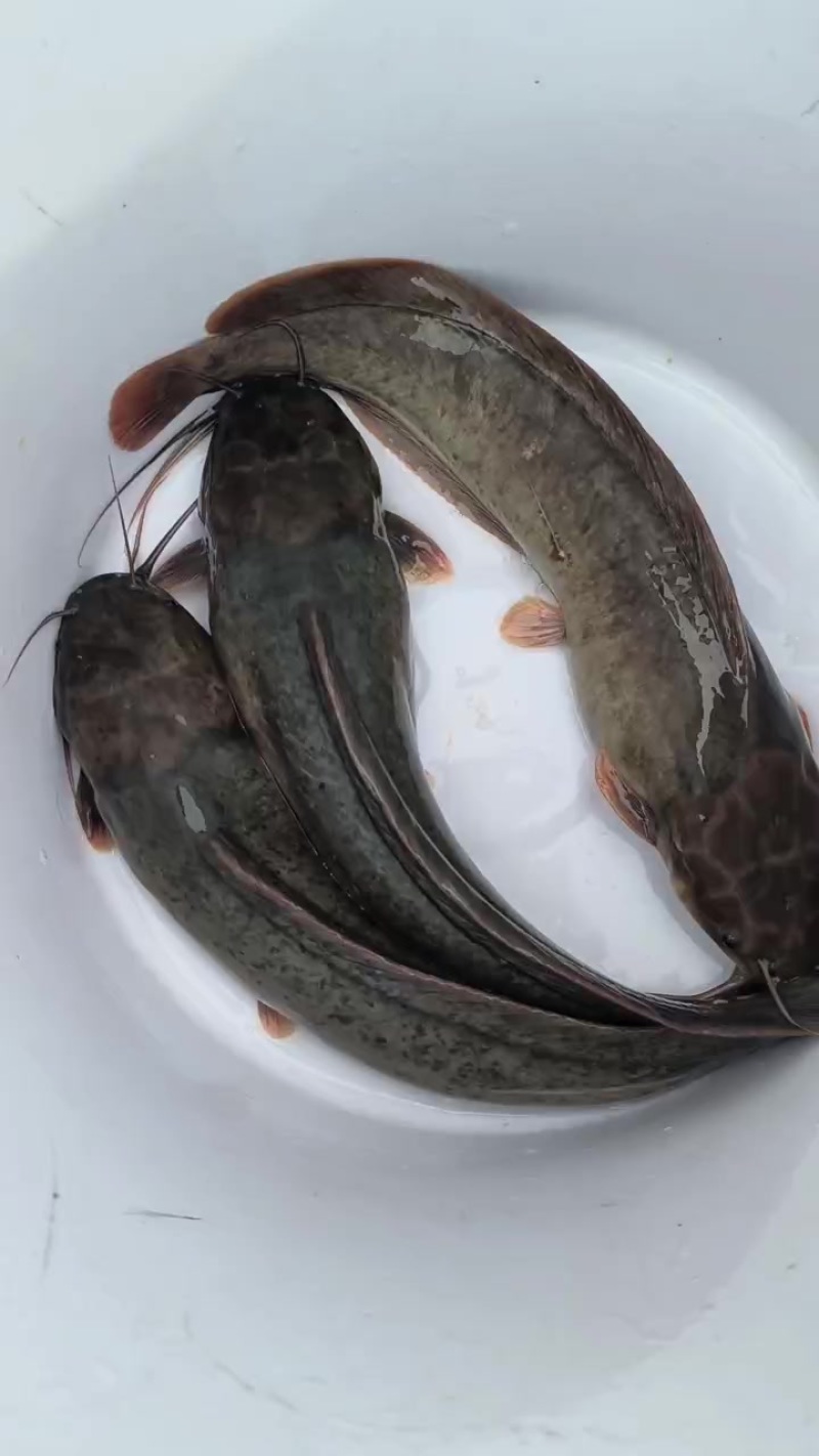 塘角鱼