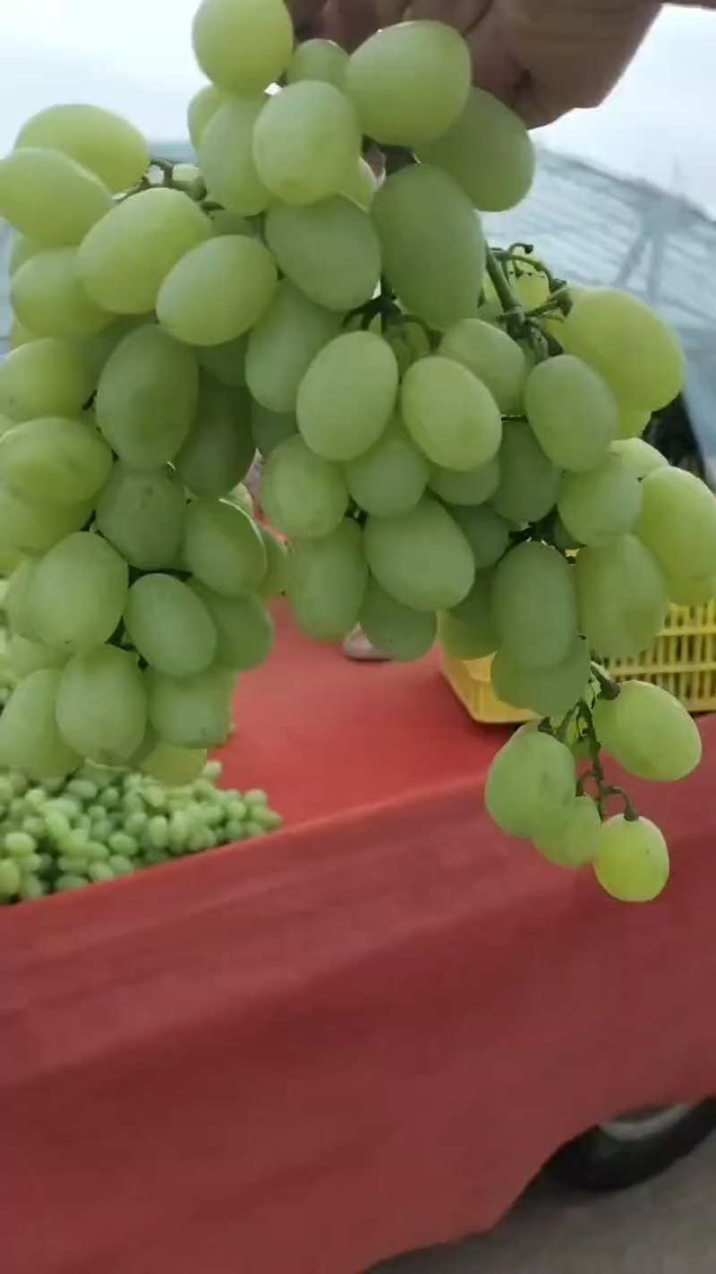 维多利亚青提葡萄自产自销，品质有保证