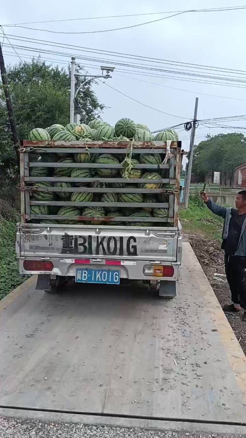 京欣系列麒麟系列金花一号，沙漠一号，猛虎，金城五号