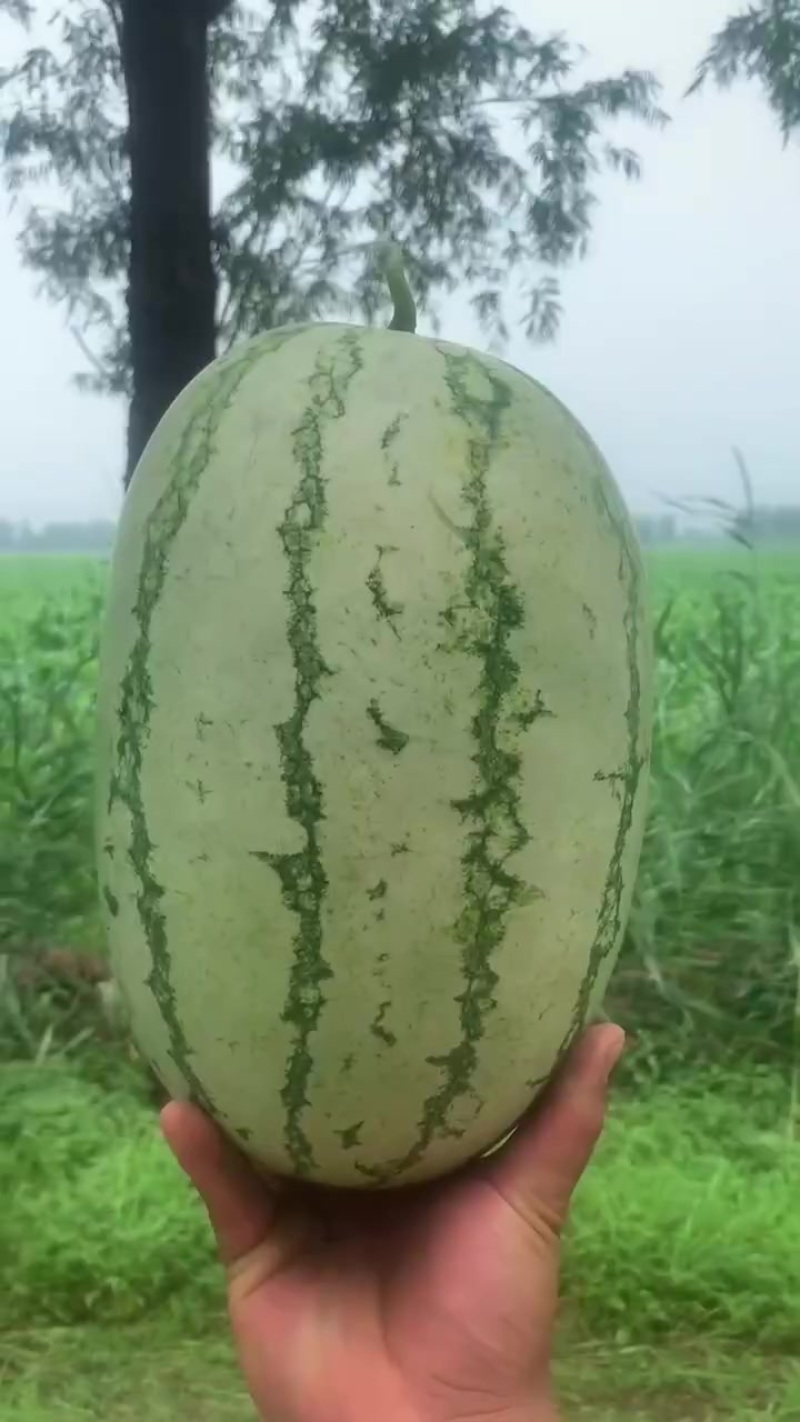京欣系列麒麟系列金花一号，沙漠一号，猛虎，金城五号