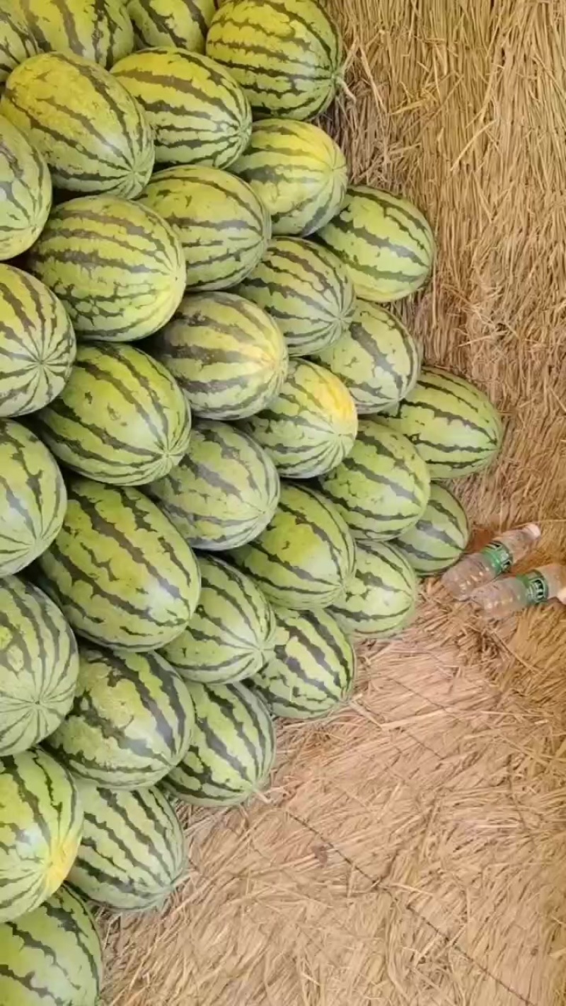 京欣系列麒麟系列金花一号，沙漠一号，猛虎，金城五号