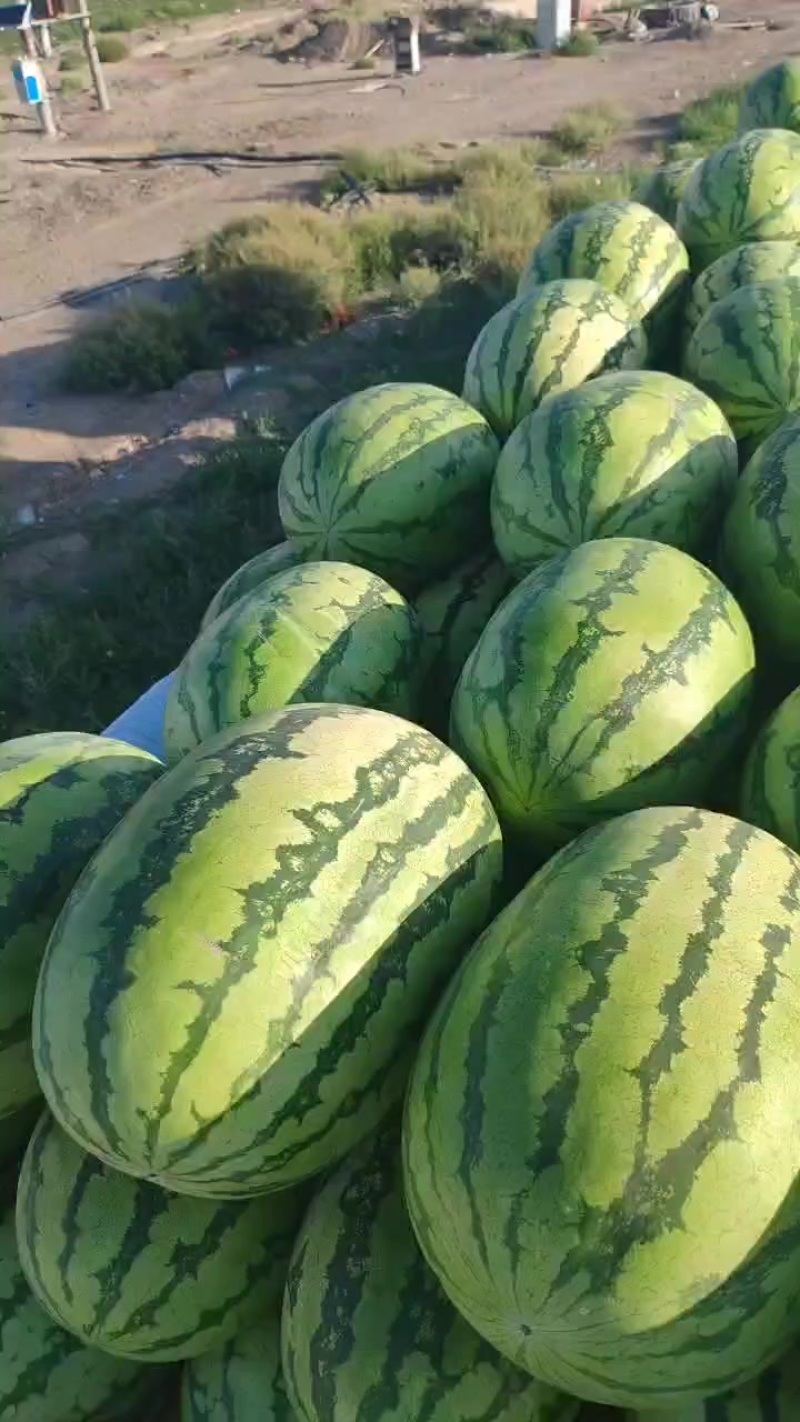 新疆西瓜，双红金城