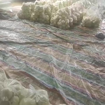 精品甜瓜