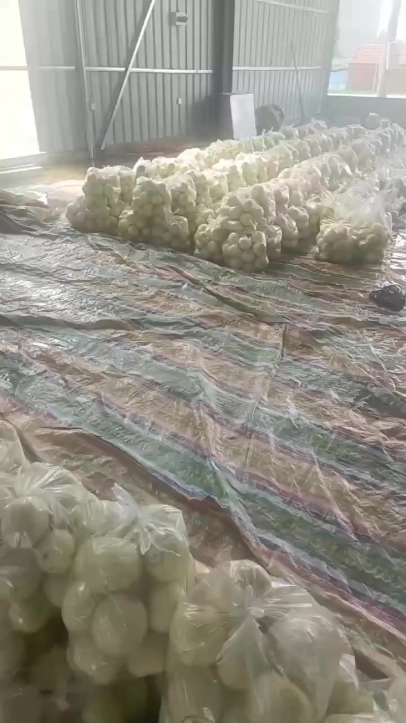 精品甜瓜
