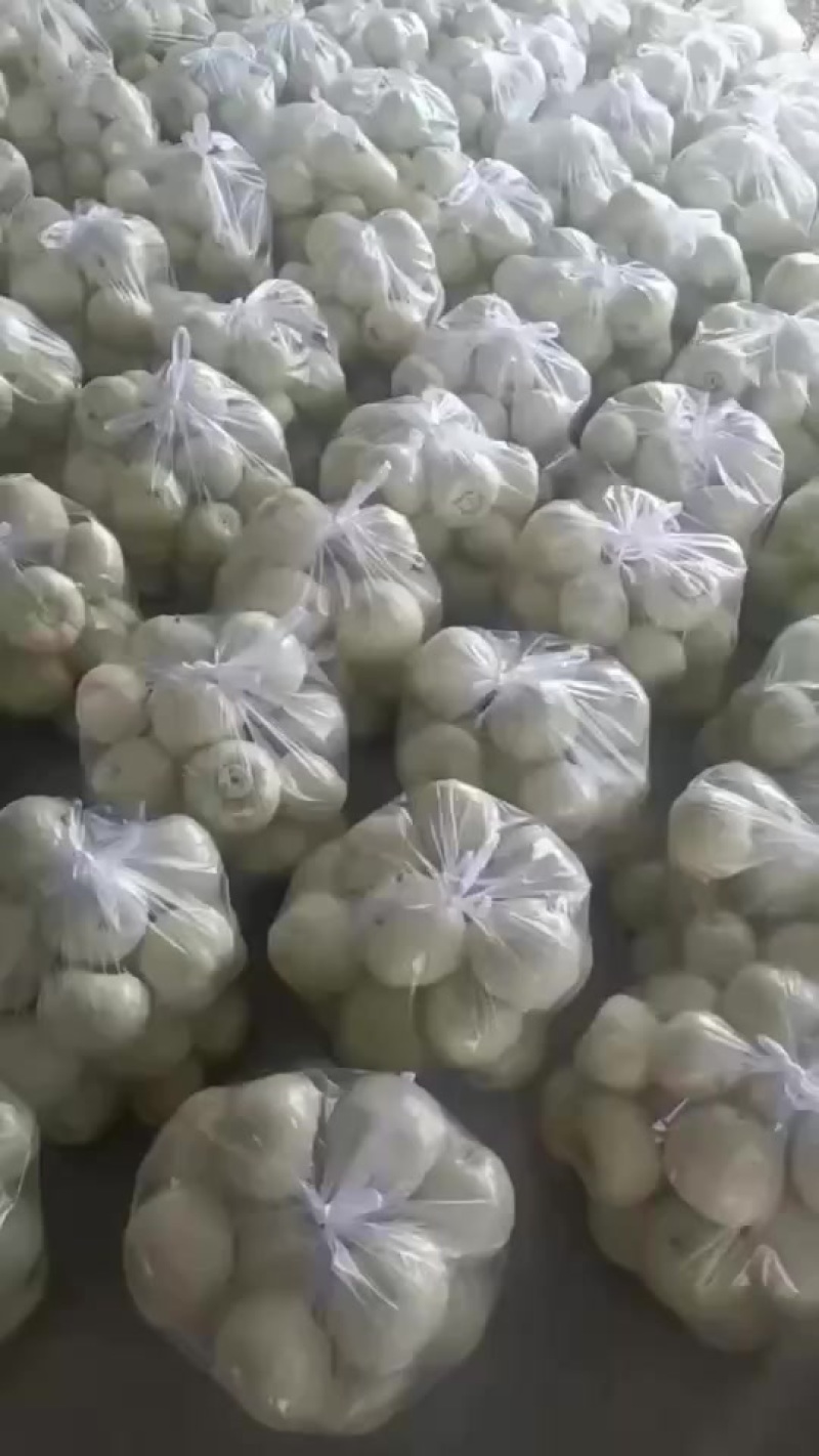 精品甜瓜