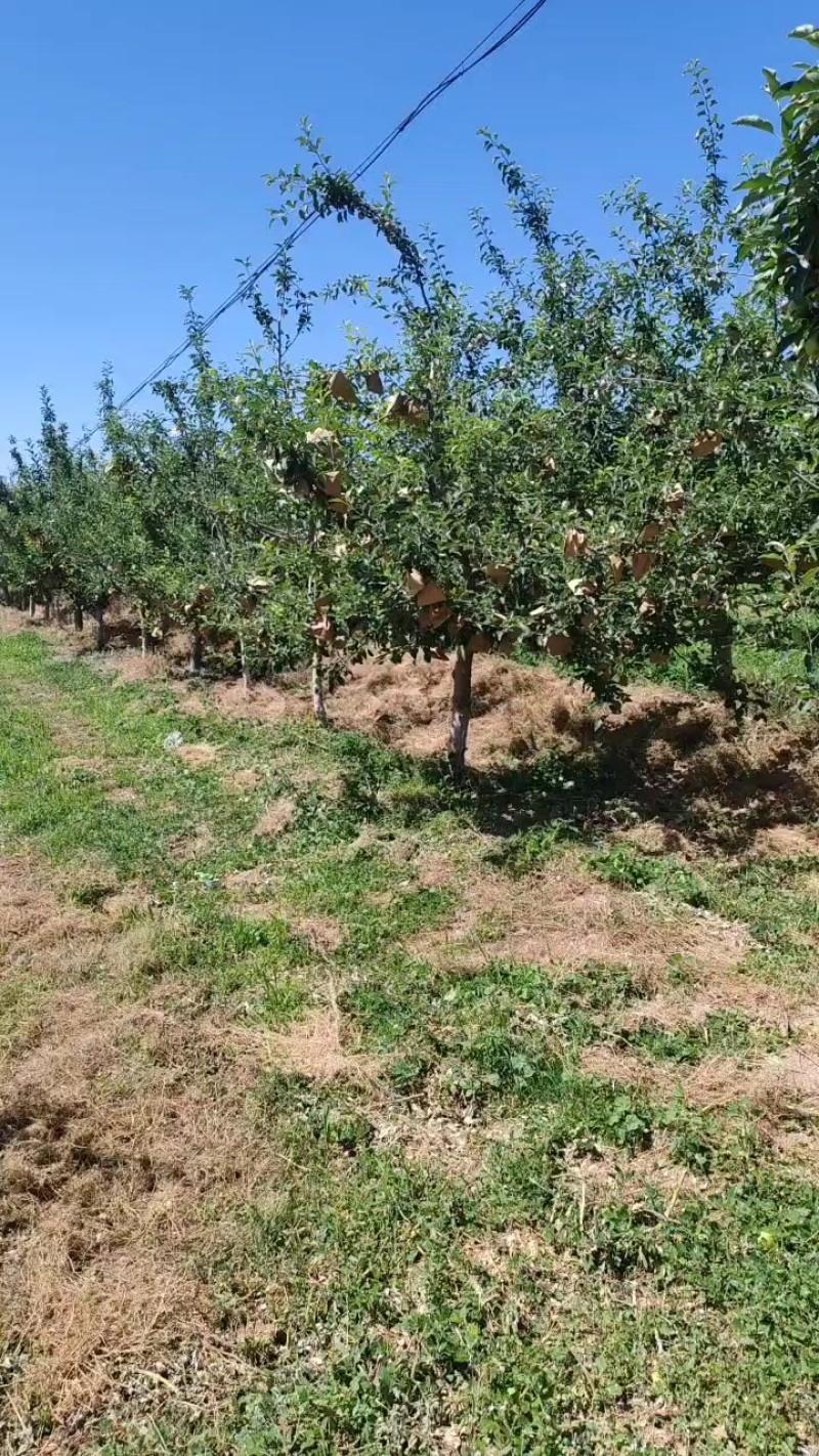 甘肃高原阳光苹果