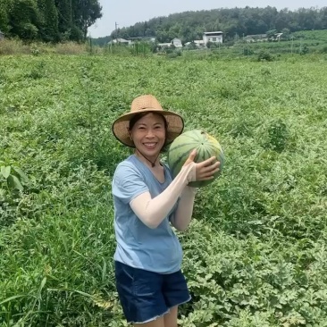 露天坡地西瓜