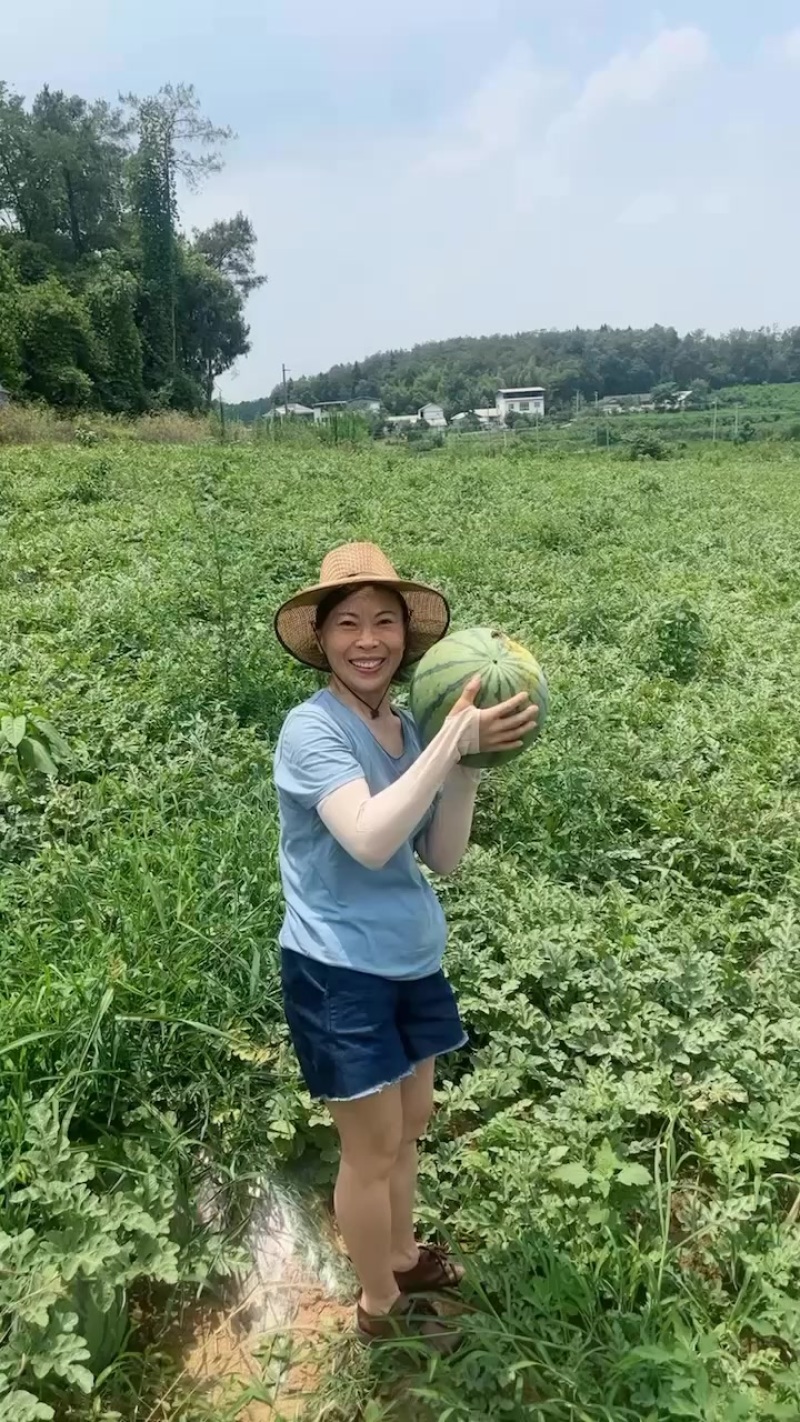 露天坡地西瓜