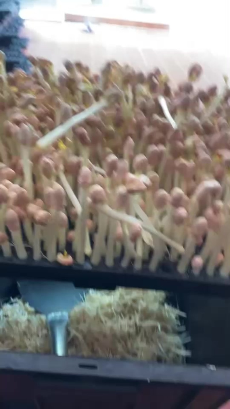 花生芽