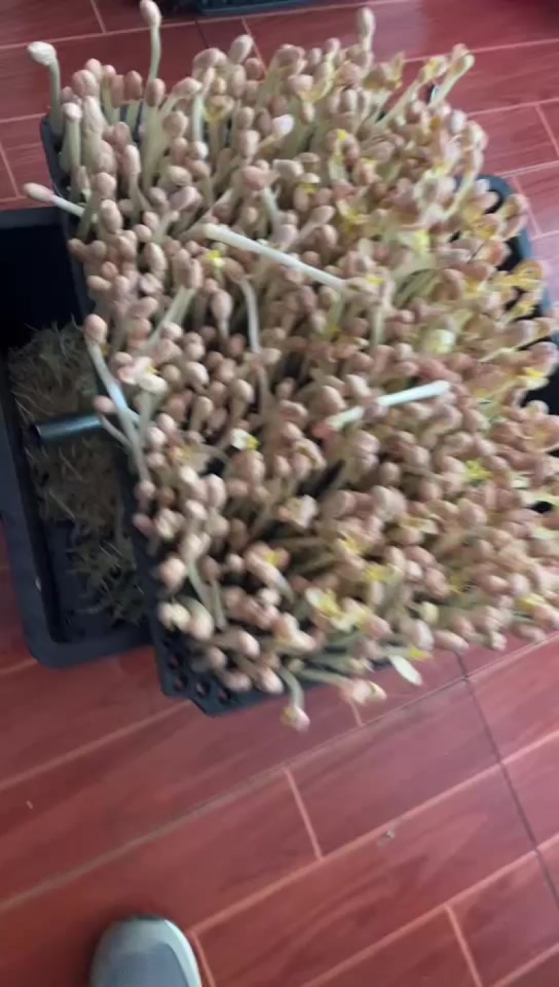 花生芽