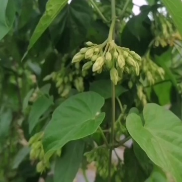 夜香花青花