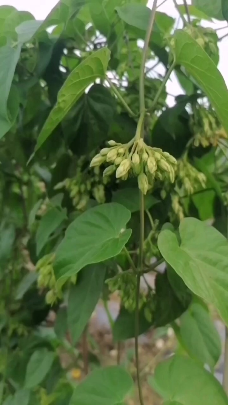 夜香花青花
