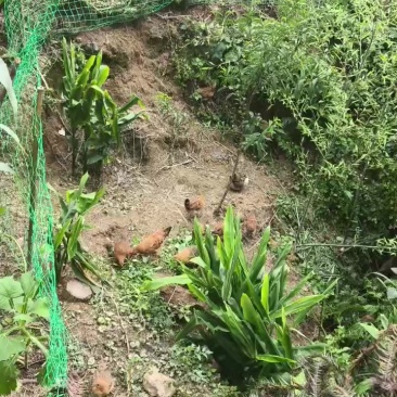 土鸡