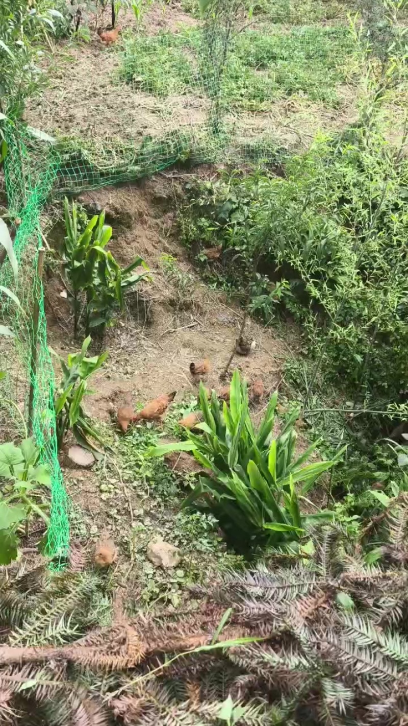 土鸡